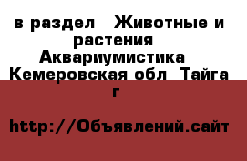  в раздел : Животные и растения » Аквариумистика . Кемеровская обл.,Тайга г.